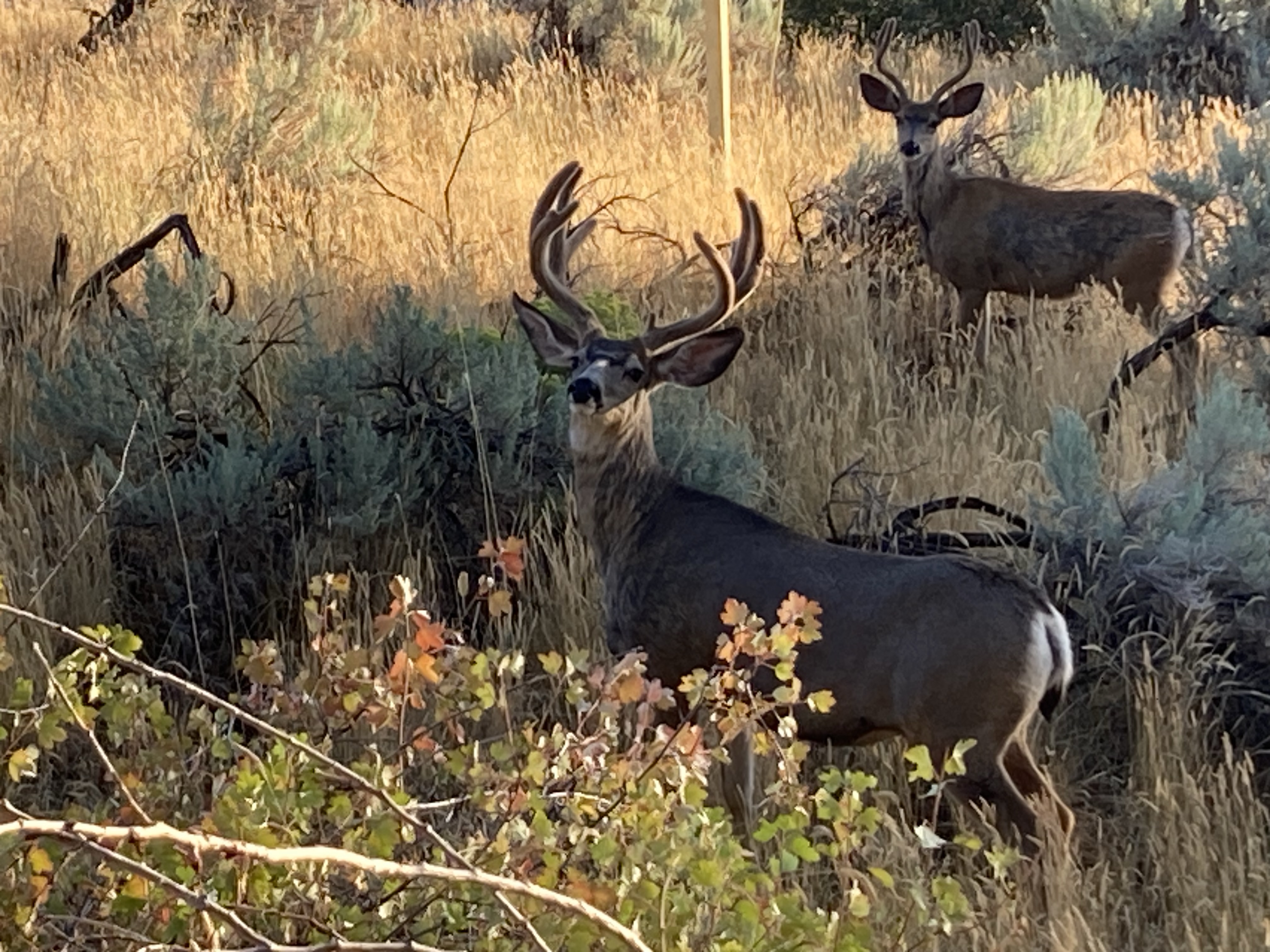 Fishbucks Idaho Fish and Game Separate Tangled Bucks near Mink Creek | Observer ...